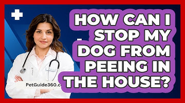 How Can I Stop My Dog From Peeing In The House? - PetGuide360.com