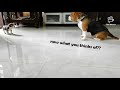 BEAGLE PUP PLAYING WITH MOTHER 😂 | DivaTheBeagle の動画、YouTube動画。