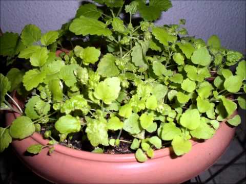 Growing Catnip!