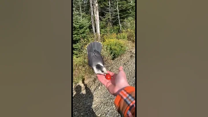 Feeding gray jays (Canada jays)