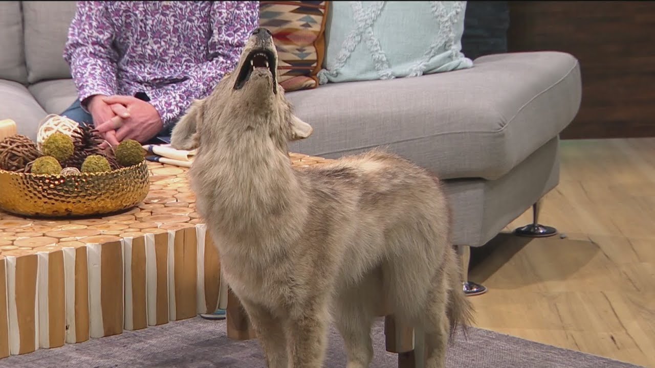 'Coyote Palooza' aims to educate at PSU farmer's market