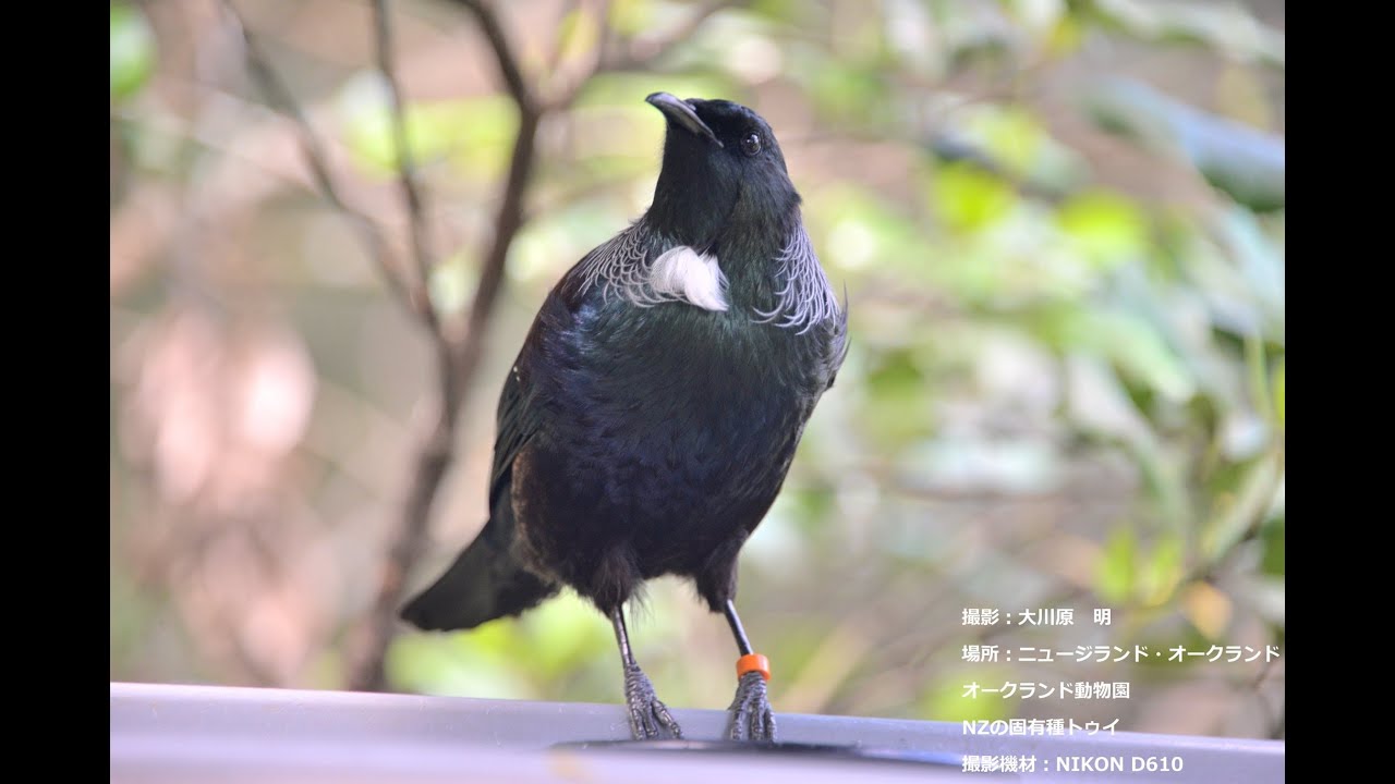 ニュージーランド オークランド動物園 国鳥トゥイ Tui In Auckland Zoo New Zealand Youtube