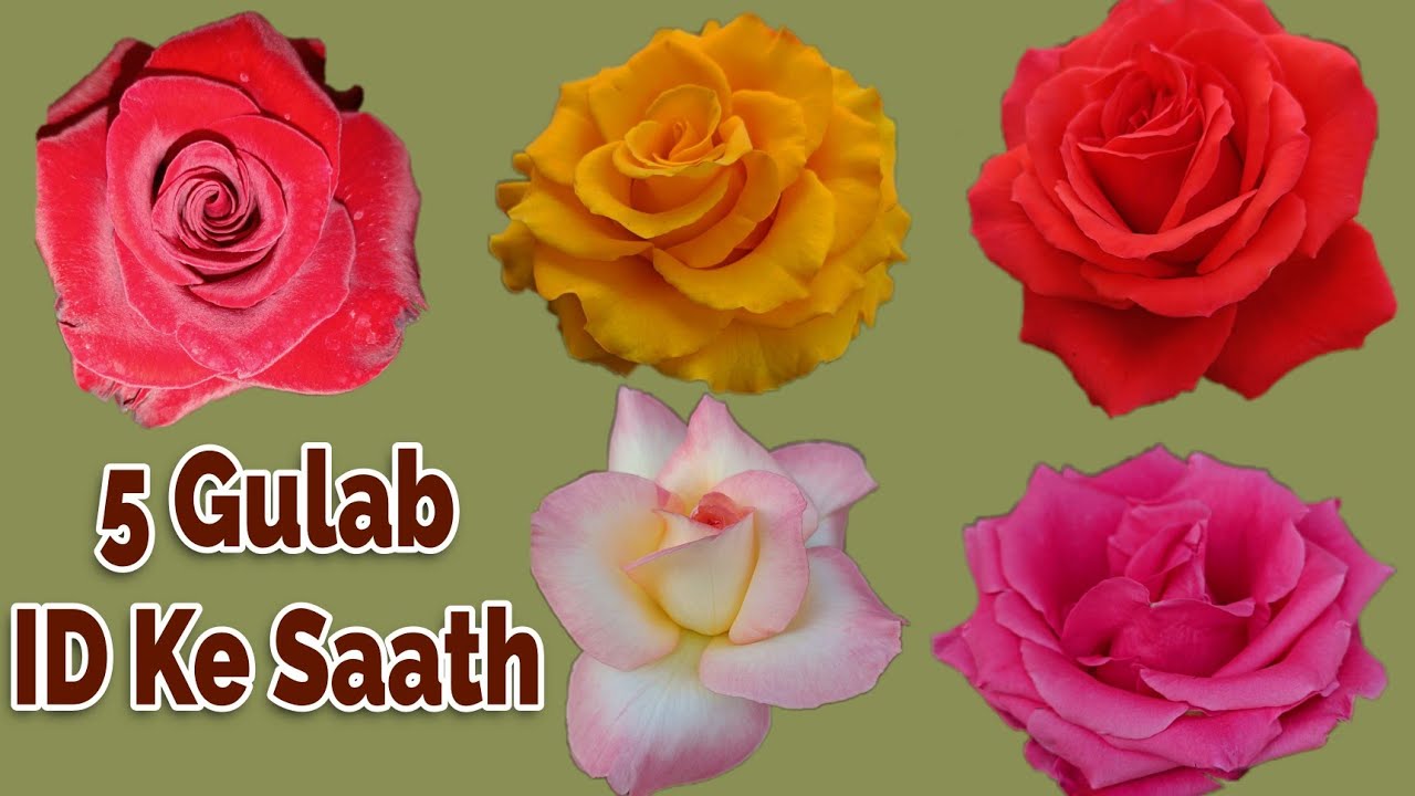 その他 rose 5 Best Rose Varieties with names and Id/ Hybrid tea Rose with show