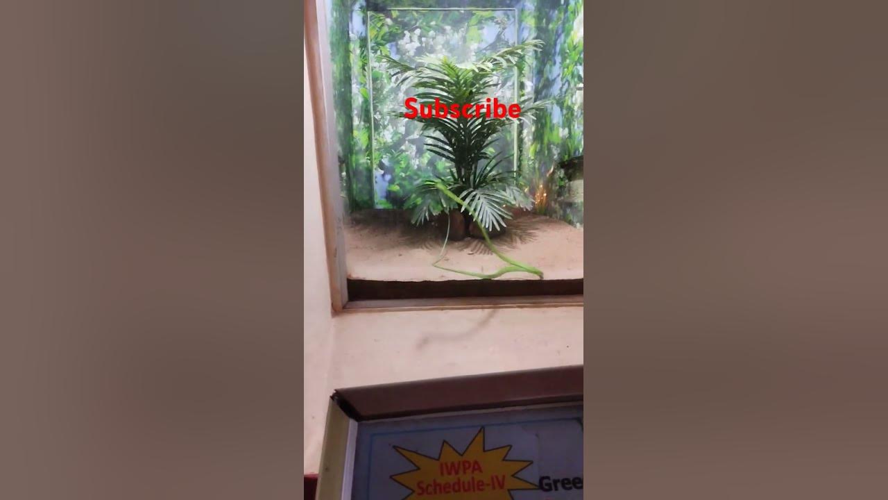 Green color snake🐍🐍🐍🐍🐍#viralshort #viralvideo - YouTube