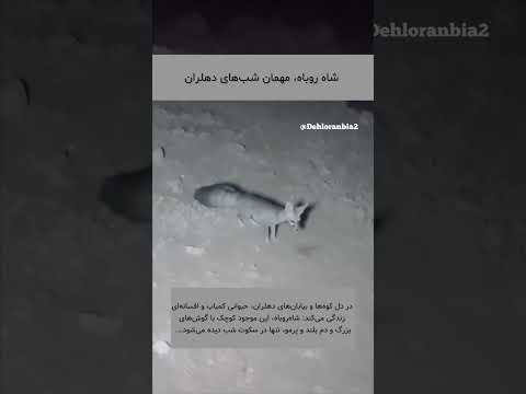 مشاهده شاه روباه در طبیعت شهرستان دهلران  دهلران بیاتو 