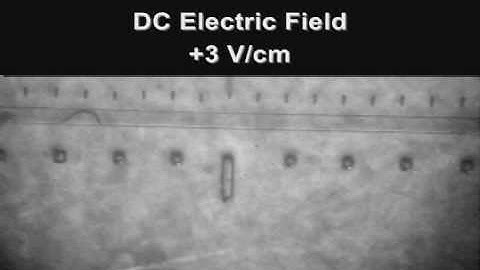 AC Electrotaxis of C. elegans in a Microchannel, Localization