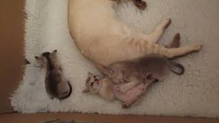 Elsies kittens playing day 25 by pouncealot 17 views 3 years ago 1 minute, 34 seconds