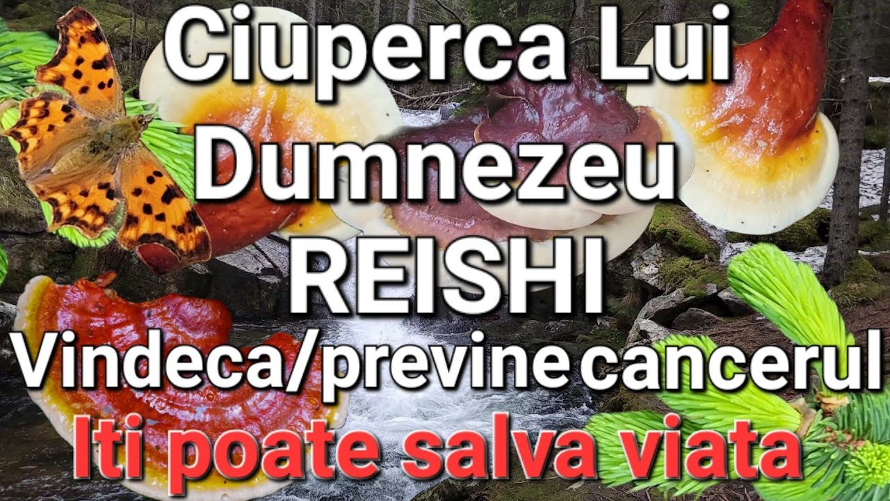 Рейши — мощное противораковое средство, лечит астму, диабет, заболевания печени и почек. Удивител...
