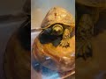 曬燈中的小斑龜在睡覺覺真可愛 #turtle #cute #pets #love