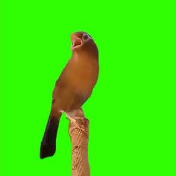 Mentahan Green Screen Burung Wambi ❗❗ #greenscreen #kicaumania #burung