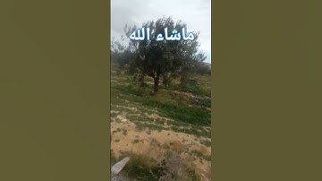 #عبدالرحمن_مسعد_تلاوة_جديدة #اكسبلور  ماشاء الله تبارك الله