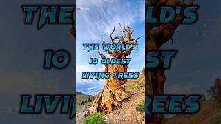 The World's 10 Oldest Living Trees | Shorts | Tech Playerz
