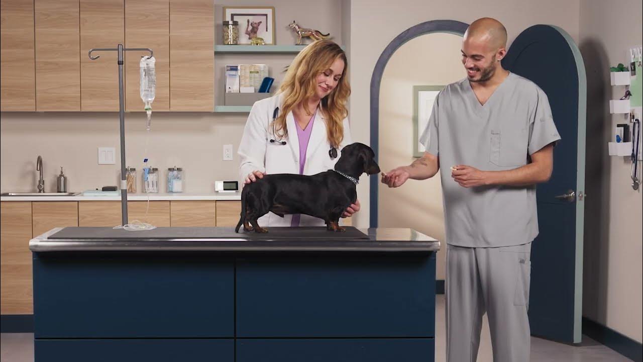 How Do You Give a Dog Subcutaneous Fluids at Home? YouTube