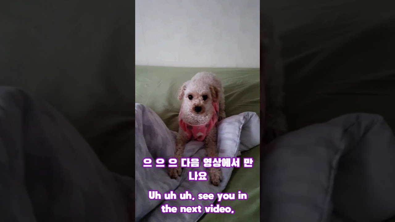 푸들송Poodle Song 