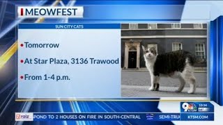 MeowFest benefits Sun City Cats group