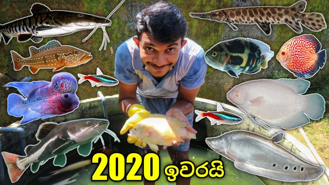අවුරුද්දේ අන්තිම ඔක්කෝම මාළු !!! | ALL my fish at last! - YouTube