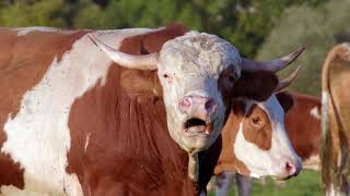 45TH IFF EKOFILM Category - Central European Films: The Secret Life of Cows - Wild at Heart