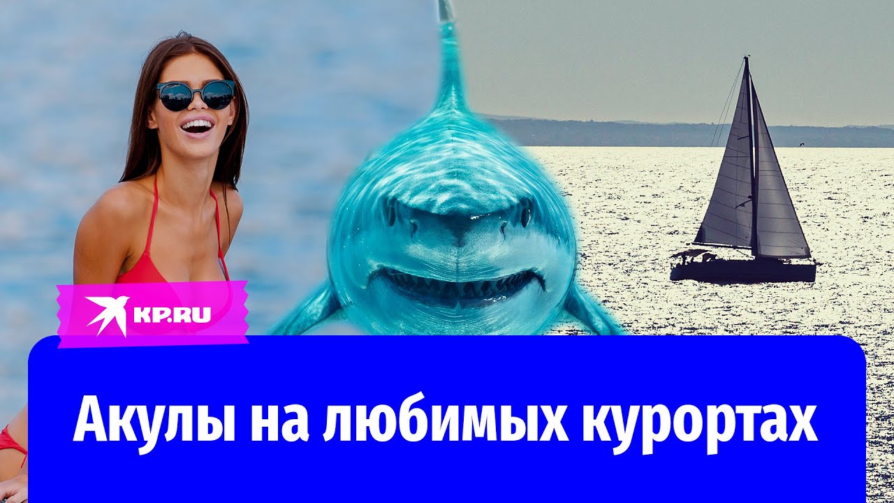 Топ-5 любимых у россиян курортов, где можно встретить акул