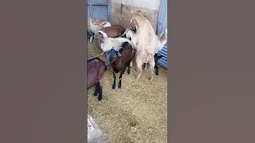 تزاوج الماعز السويسري الاصلي ماعز سويسري اصلي انثى سويسرية اصلية التزاوج عند الماعز سويسري في الشتاء 