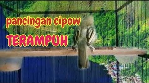 pancingan sirtu cipoh TERAMPUH merangsang sirpu lain ikut EMOSI gacor