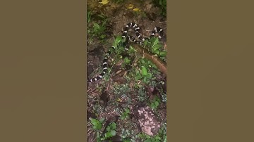 Cách sơ cứu khi bị rắn cắn