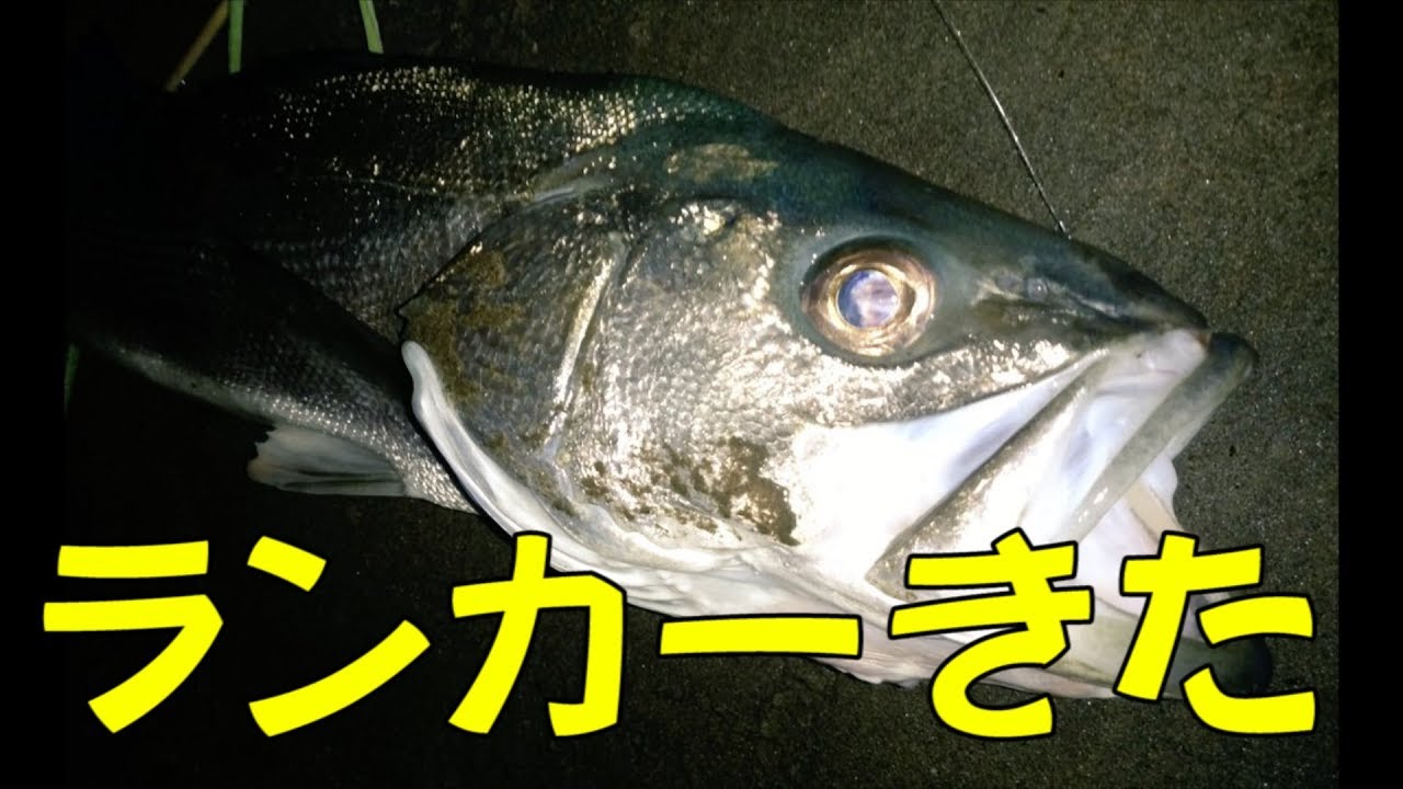 シーバスにはバイブレーション 使い方と釣れると人気な鉄板ルアー10選 暮らし の