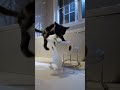 Funny cat moment 😂🐱 #cats #funnycat #shorts