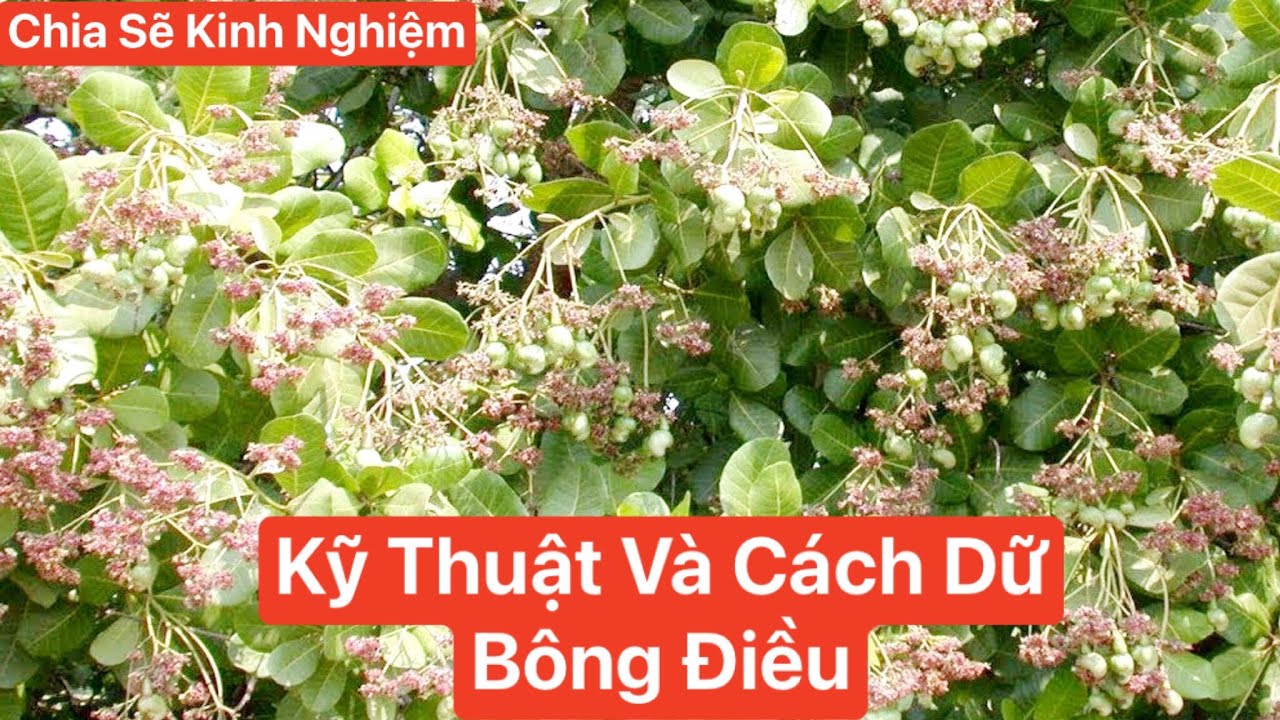 Kỹ Thuật Dữ Bông Điều,Bông Điều Bị Khô Bông