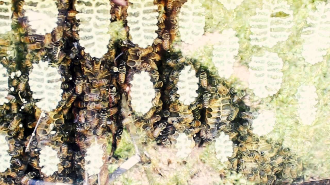 Backyard Bees in Oregon