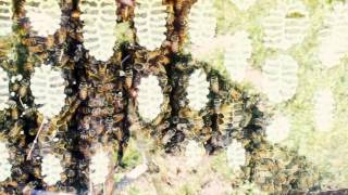Backyard Bees in Oregon