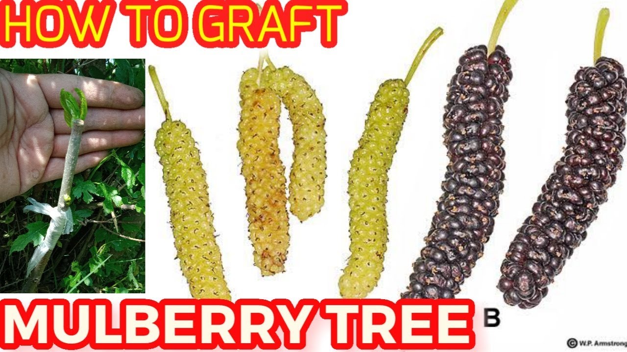 Mulberry Tree Meaning In Hindi Tere Fruit