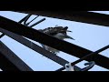 Mockingbird Vs Big Ass Hawk