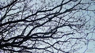 Flighting wood pigeons with the ShotKam