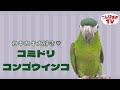 【こんぱまるTV】千葉店　＃6　カキカキ大好き♡　コミドリコンゴウインコ