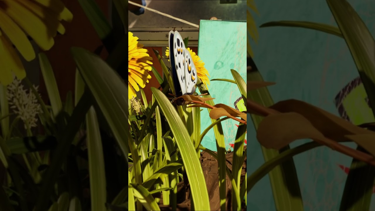 Goofy ah blue butterfly 