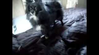 Playing With The Pomeranian On My Bed