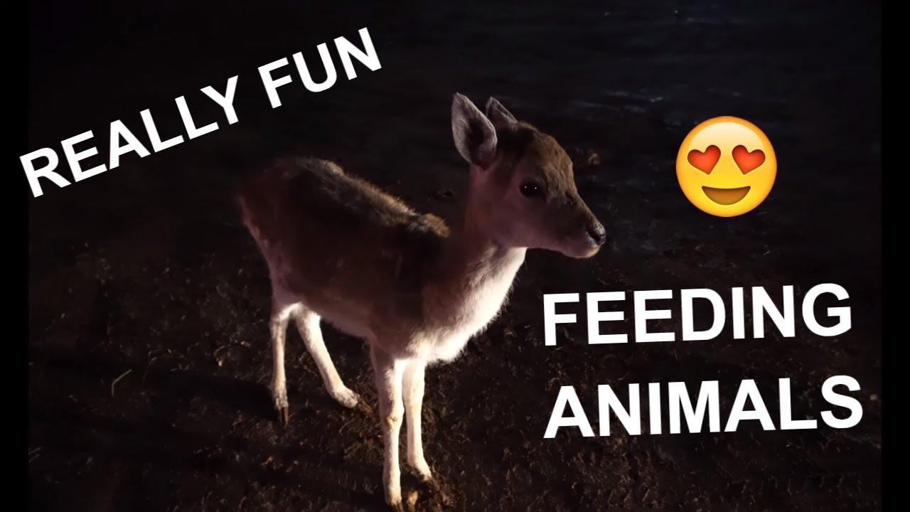 Enchanted Deer Forest Feeding Animals From Car! YouTube