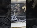 #JurassicJune Collectible - June 12th - Jurassic World Blu-Ray 3D Collector's Set