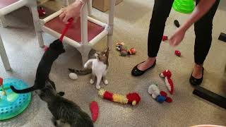 Welcome back to another round of KITTEN OLYMPICS!!!.... This is High Jump!