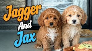 Where Are Julie's Cavapoo Puppies Now?