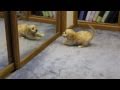 Chewie & The Mirror Chewie & The Mirror