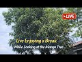 Live Enjoying a Break While Looking at the Mango Tree