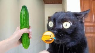 🐱🐱 Funniest Cats and Dogs 😍😅 New Funny Animals 2024 # 13