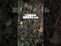 【瑠璃の宝石】金の入ったガーネットは見つかりませんでした【宝石研磨職人見習いVtuber】