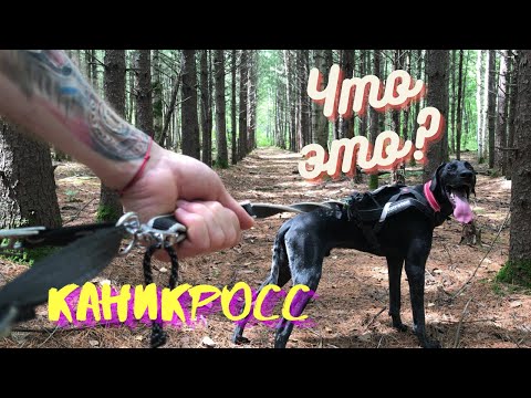 КАНИКРОСС - ЧТО ЭТО?| Зачем бегать с собакой? | ЗОЖ ли это?