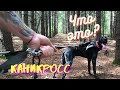 КАНИКРОСС - ЧТО ЭТО?| Зачем бегать с собакой? | ЗОЖ ли это?