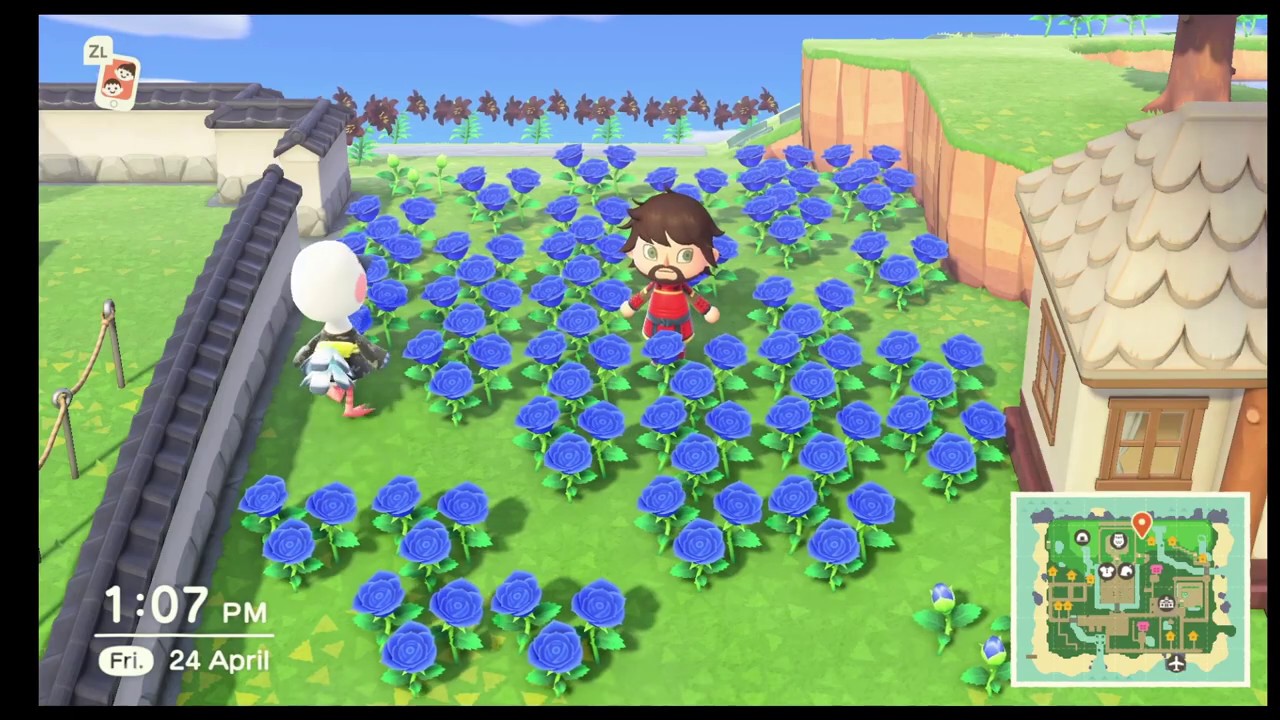 Breed Blue Roses In Animal Crossing New Horizons Youtube