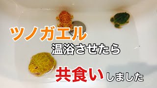 ツノガエル 温浴させたら共食いしてウンチをしました　個人事業開業7年目