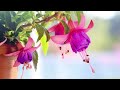 Amazing Quran Recitation Surah At Tawbah Yunus And Hud Juz 11 Recited By SH ABDIRASHID ALI SUFI 
