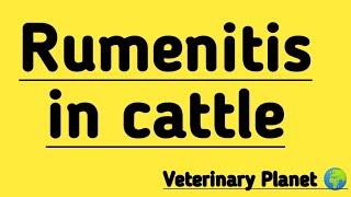 Rumenitis in cattle | Lactic acidosis | Carbohydrate engorgement | Rumenitis